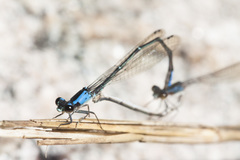 Oxyagrion ablutum