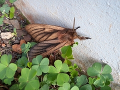 Eudyaria venata