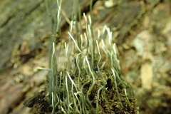 Xylaria liquidambar