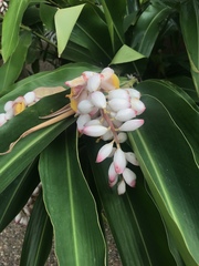 Alpinia nutans