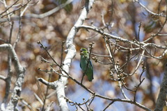 Forpus cyanopygius insularis