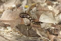 Mastigodryas melanolomus