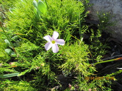 Oxalis polyphylla