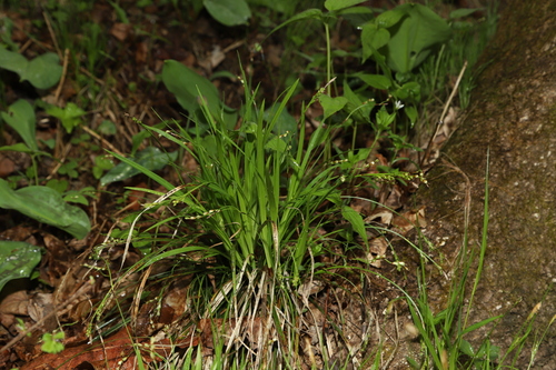 Carex quadriflora iNat (3)