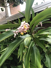 Alpinia nutans