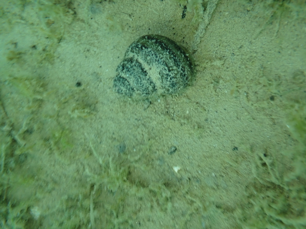 Italian River Snail