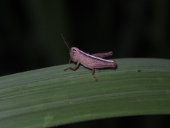 Phlaeoba antennata