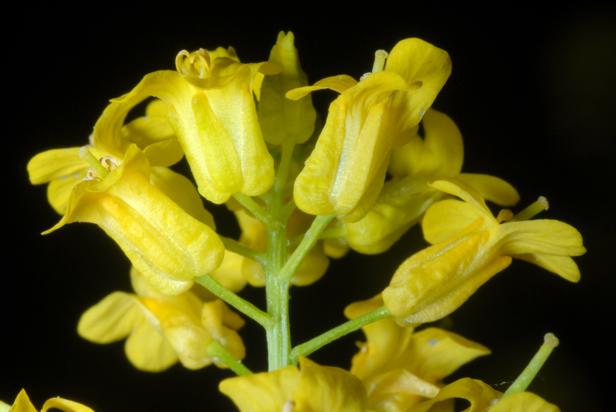 Barbarea vulgaris
