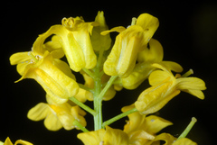 Bitter Wintercress (Barbarea vulgaris)