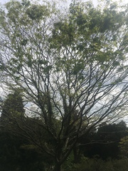 Zelkova