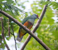 Mariana Fruit-Dove photo 4
