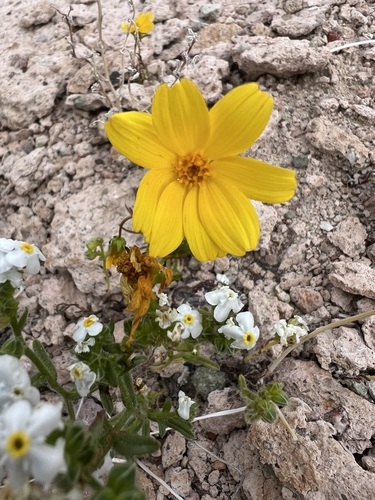 Image of Leptosyne bigelovii by no rights reserved