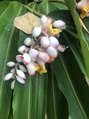 Alpinia nutans