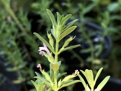 Hedeoma reverchonii