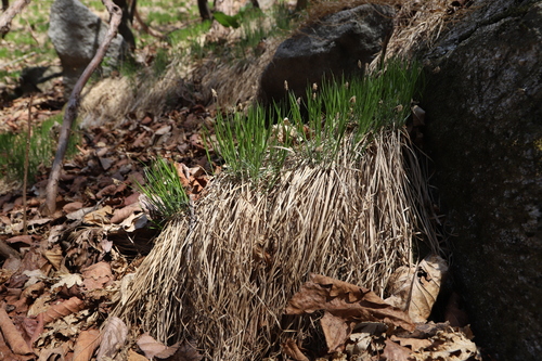 Carex gifuensis iNat (1)