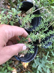 Hedeoma reverchonii