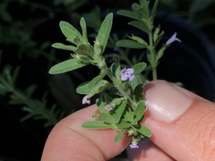 Hedeoma reverchonii