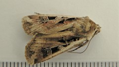 Euxoa ochrogaster