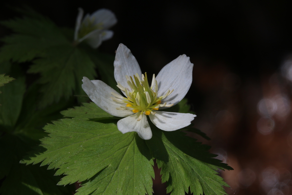 Megaleranthis saniculifolia