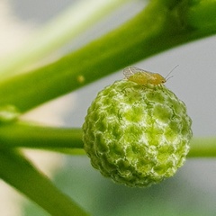 Heteropsylla