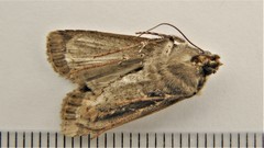 Euxoa ochrogaster