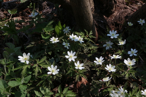 Anemone amurensis iNat (2)