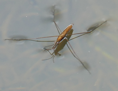 Limnoporus notabilis photo 5