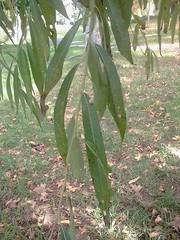 Salix babylonica babylonica