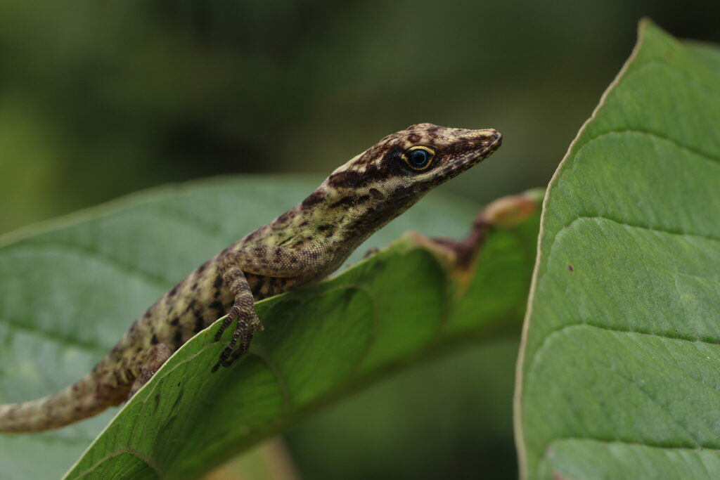 Chimbo Anole