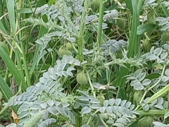 Le Pois Chiche (Cicer arietinum)