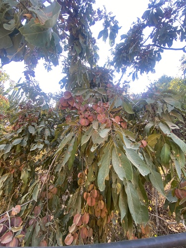 Combretum collinum (Combretum collinum)