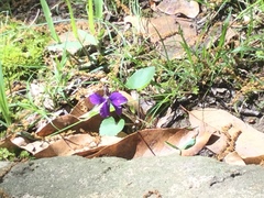 Viola sagittata