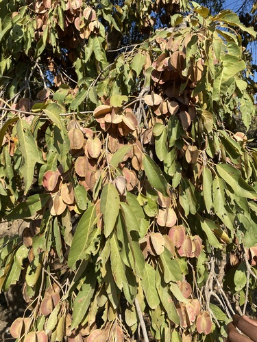 Combretum collinum (Combretum collinum)