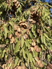 Combretum collinum, photograph Prince Molokomme, CC0, iNaturalist via GBIF