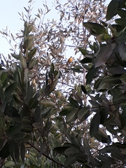 Myiozetetes similis