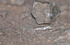 Stenodactylus sthenodactylus