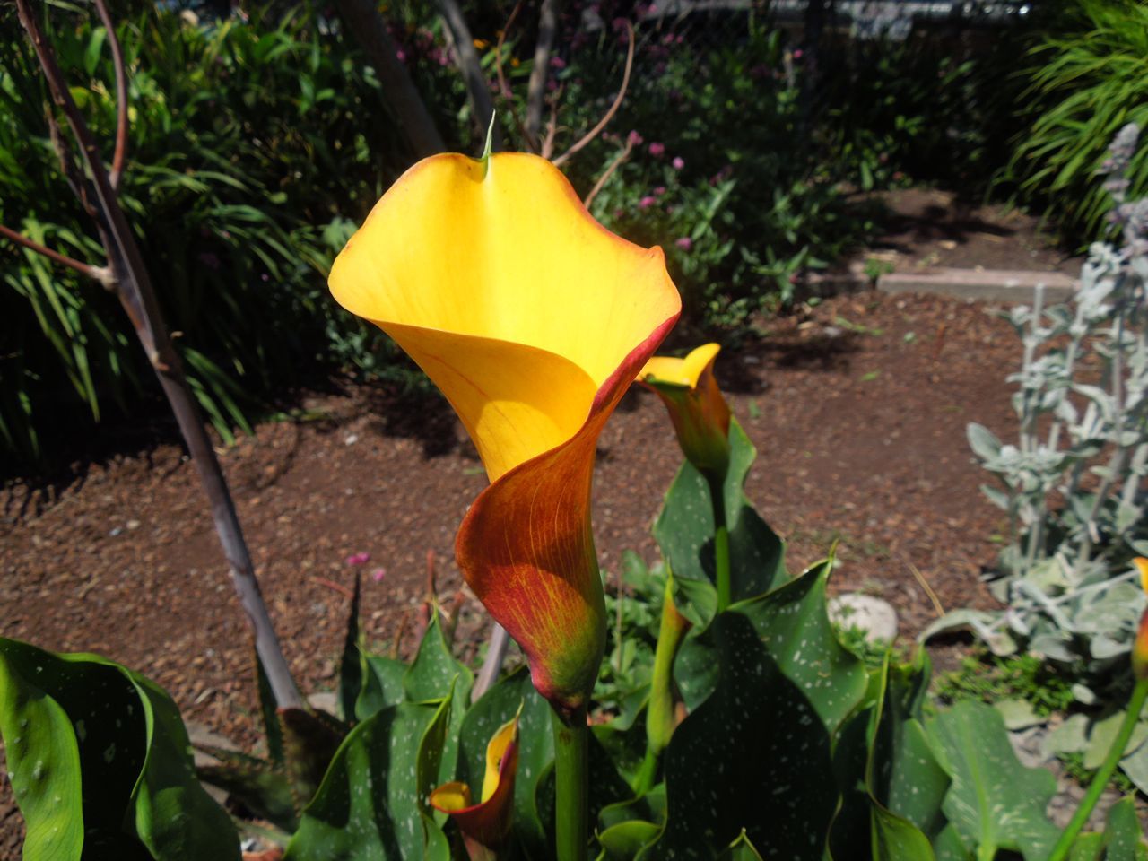 Alcatraz Amarillo (Zantedeschia elliottiana) · Natusfera