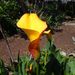 Yellow Arum - Photo (c) Heather, some rights reserved (CC BY-NC-ND), uploaded by Heather