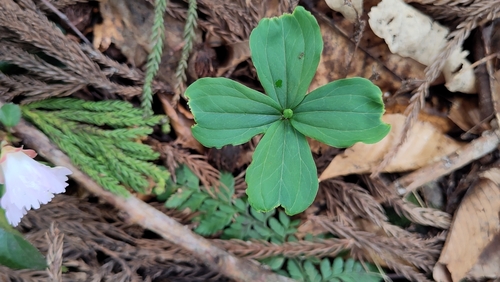 Paris tetraphylla iNat (3)