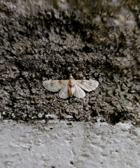 Gymnoscelis admixtaria