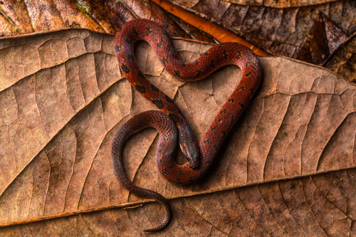 Iridescent Ground Snake