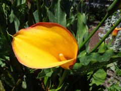 Zantedeschia elliottiana