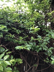 Cryptostegia grandiflora
