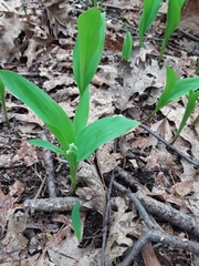 Convallaria majalis