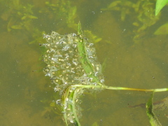 Hyla intermedia