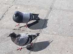 Columba livia