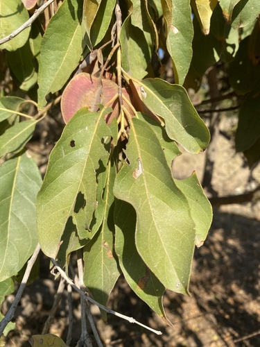 Combretum collinum, photograph 4