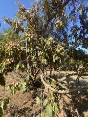 Combretum collinum, photograph Prince Molokomme, CC0, iNaturalist via GBIF