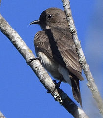 Prodotiscus regulus