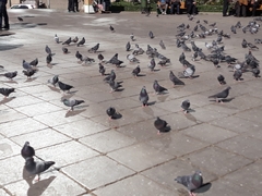 Columba livia